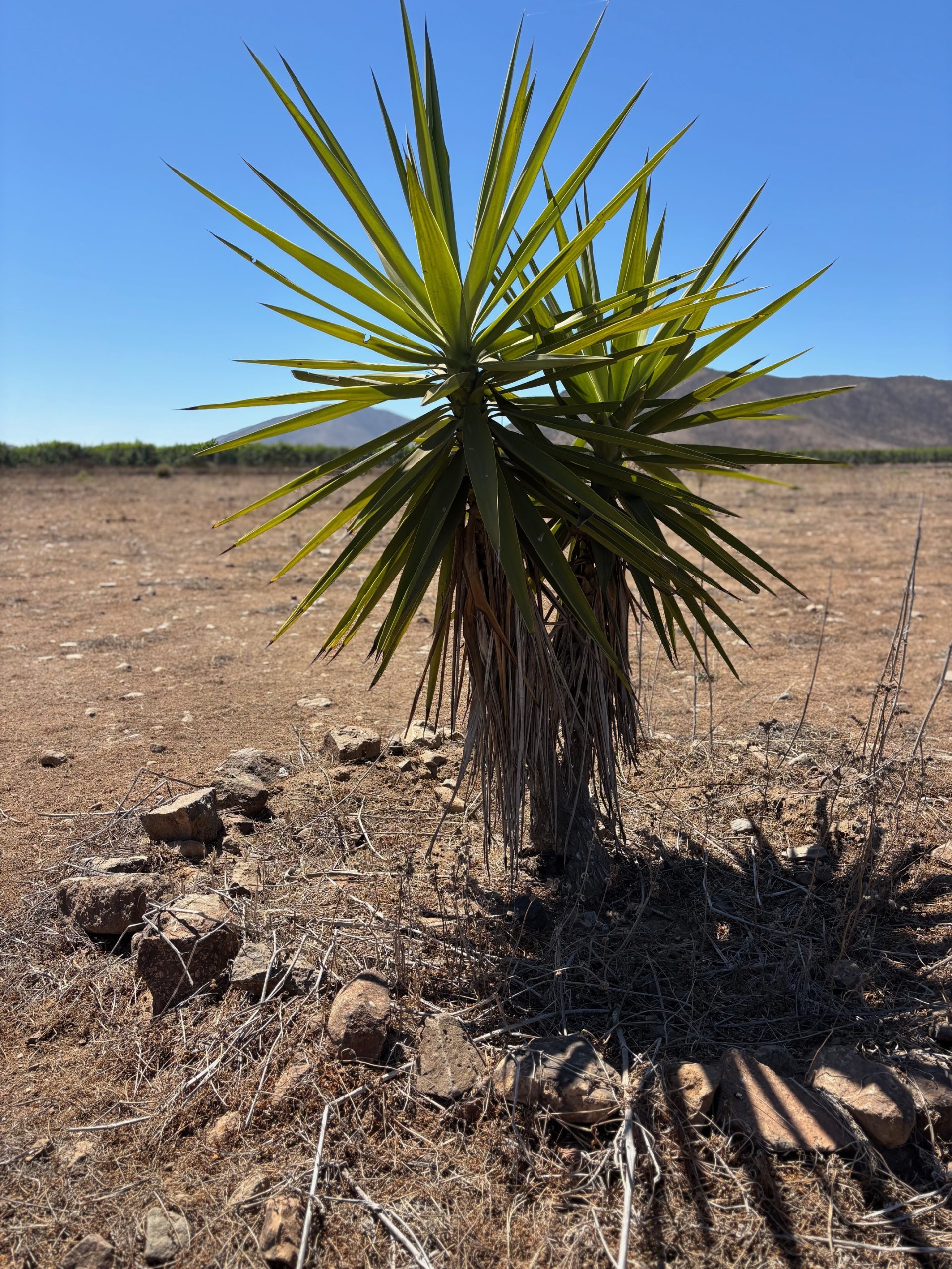 Terreno 5.000 m2 – Reserva Ripamonti